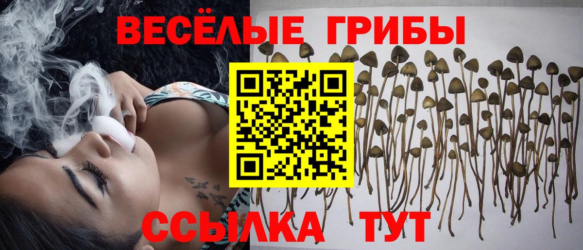Галлюциногенные грибы Psilocybe  Вход с VPN  Псилоцибиновые грибы Psilocybe  Рузаевка 